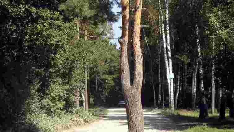 Поблизу Львова створили лісовий заказник площею 42 гектари