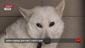 ЛКП «Лев» просить забрати тварин, бо за тиждень доведеться випустити їх на вулицю