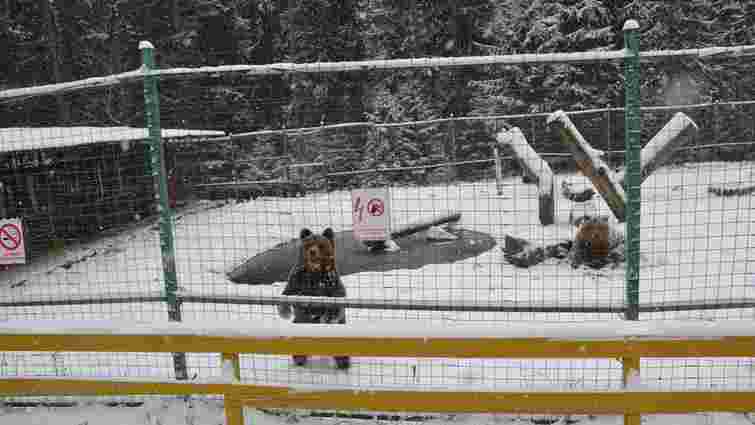 Через теплу погоду в парку «Синевир» ведмеді не можуть впасти в зимову сплячку