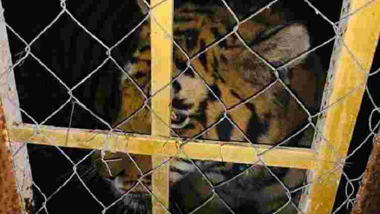 У Києві знайшли шістьох покинутих тигрів