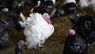 На польських фермах біля України виявили спалах пташиного грипу