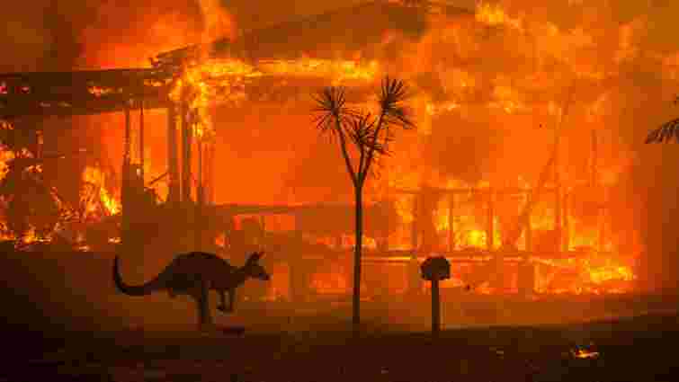 Через лісові пожежі в Австралії загинули понад мільярд тварин