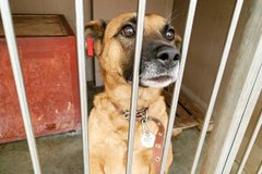 «Понад 80% вуличних собак і котів колись були домашніми»