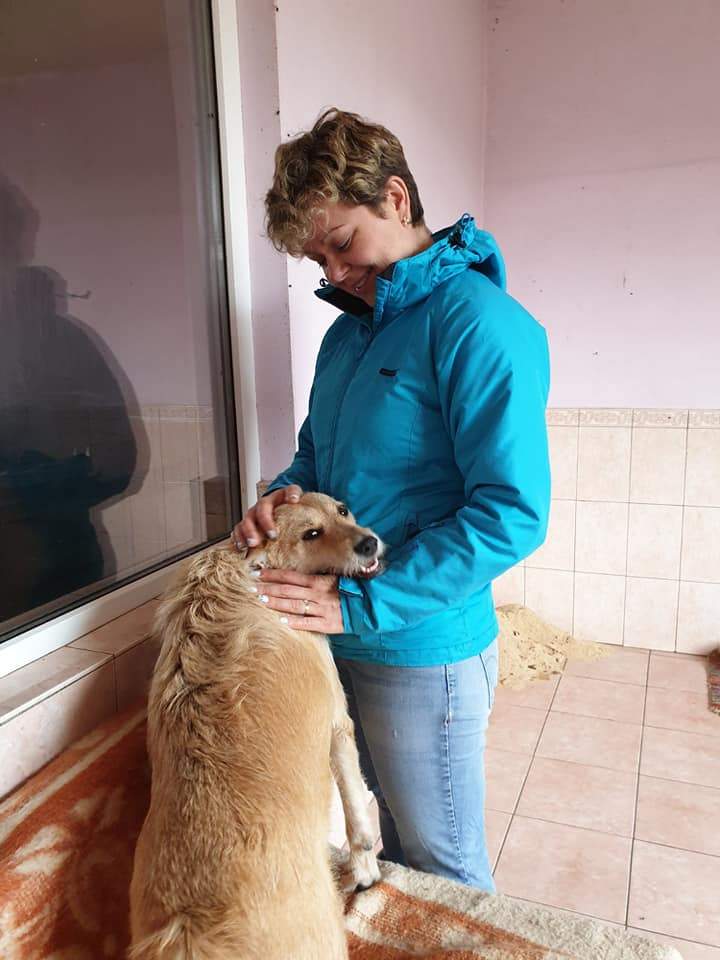 «Біля 90% вуличних собак і котів в Україні колись були домашніми»