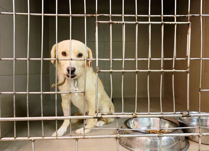 «Біля 90% вуличних собак і котів в Україні колись були домашніми»