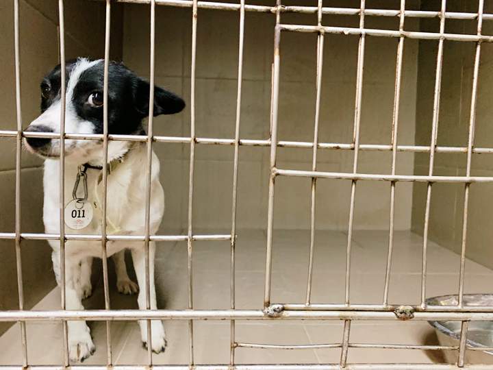 «Біля 90% вуличних собак і котів в Україні колись були домашніми»