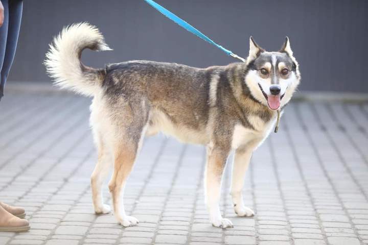 «Біля 90% вуличних собак і котів в Україні колись були домашніми»