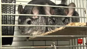 У львівській Домівці врятованих тварин прихистили шиншил із приватної ферми