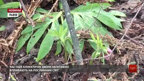 У кінці наступного тижня на Львівщині прогнозують поступове зниження температури і сніг