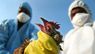 В Україні вперше за три роки виявили пташиний грип