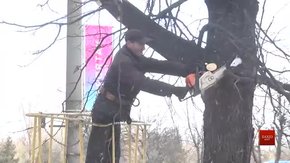 Після спеціального навчання комунальники взялися за обрізку дерев на просп. Чорновола