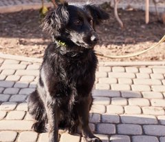 Блекі та її чарівна команда