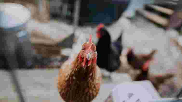 ЄС призупинив імпорт м'яса птиці з України через спалах пташиного грипу