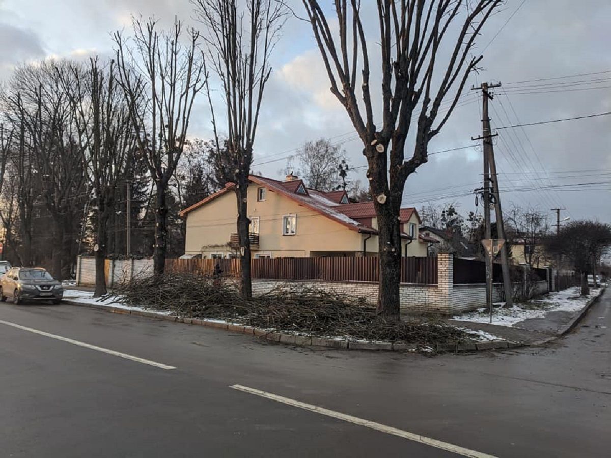 Львівська мерія проведе розслідування варварської обрізки дерев на Левандівці