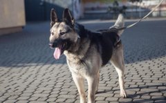 Під охороною Купера