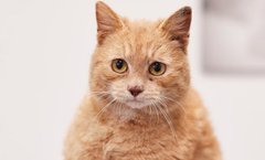 Лагідний Рижик з сумними очима