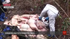 Біля Львова виявили незаконний скотомогильник