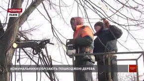 Експерти пояснили львів’янам, як домогтися зрізки аварійного дерева