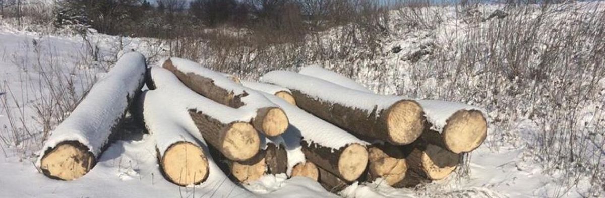 З приватної пилорами у Бродівському районі поліцейські вилучили незаконно зрубані дерева