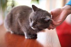 Пушок та його чарівна команда