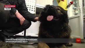 ЛКП «Лев» безкоштовно чіпує домашніх собак