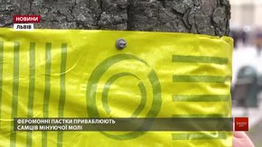 Львівські каштани рятуватимуть від шкідників феромонами