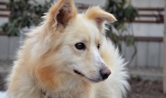 Тендітна Мілка і вірний Курт