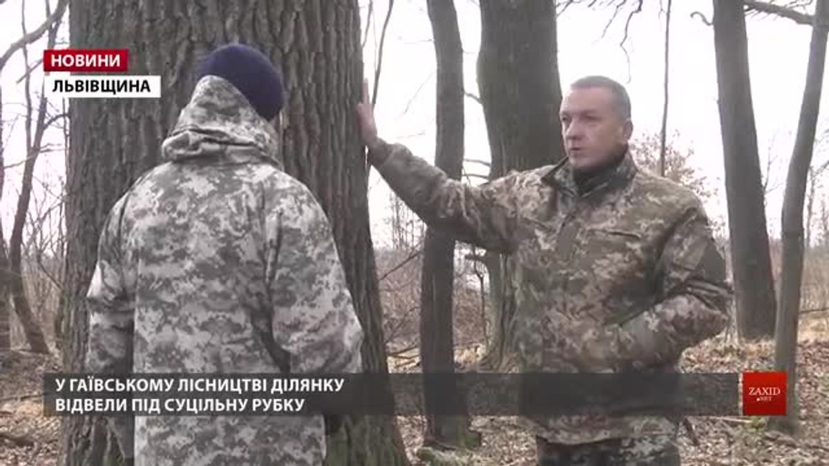 У Дрогобицькому районі діловий ліс відвели під вирубку на дрова