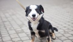 Яся та її чудові друзі