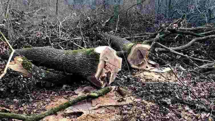 Невідомі зрубали у лісі на Львівщині понад сотню 100-літніх дубів
