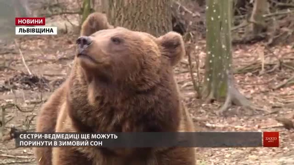 1 березня у ведмежому притулку «Домажир» стартує новий сезон