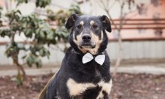 Джентльмен Міша та його друзі