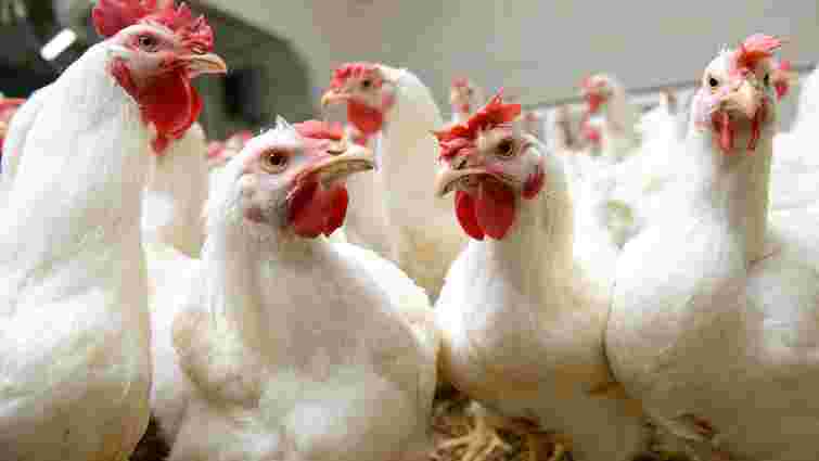 Європейський Союз скасував заборону на ввезення української курятини