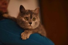 Вам кішку чи собаку?