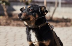 Повненька Жуля і зворушлива Герда