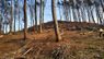 У лісі біля Винниківського озера масово вирубують дерева