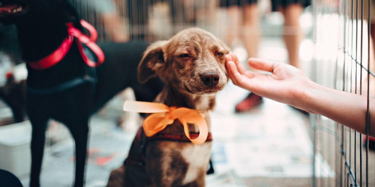 Під час карантину американці почали масово забирати тварин з притулків