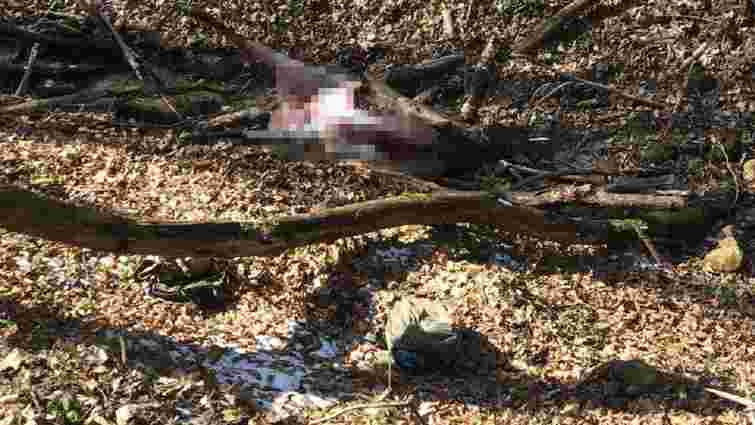 Львівські прикордонники затримали чотирьох браконьєрів із вбитим оленем