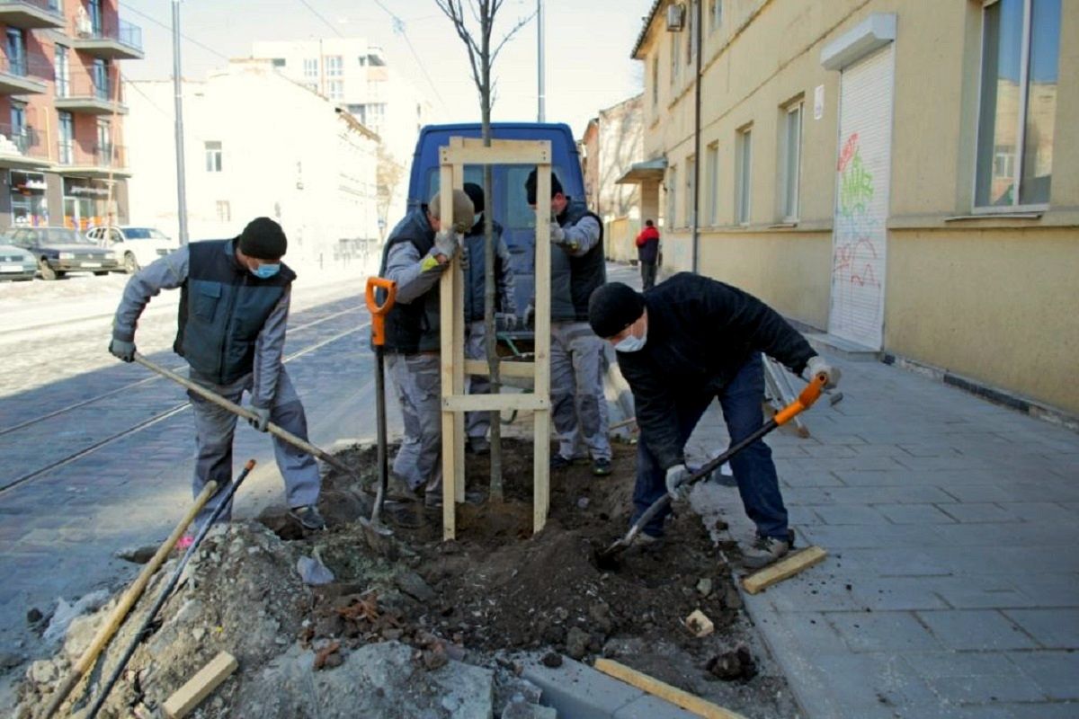 У Львові цього тижня висадять понад 400 дерев