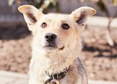 Попелюшка та принц Маріус