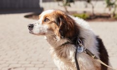 Дім для Гулівера