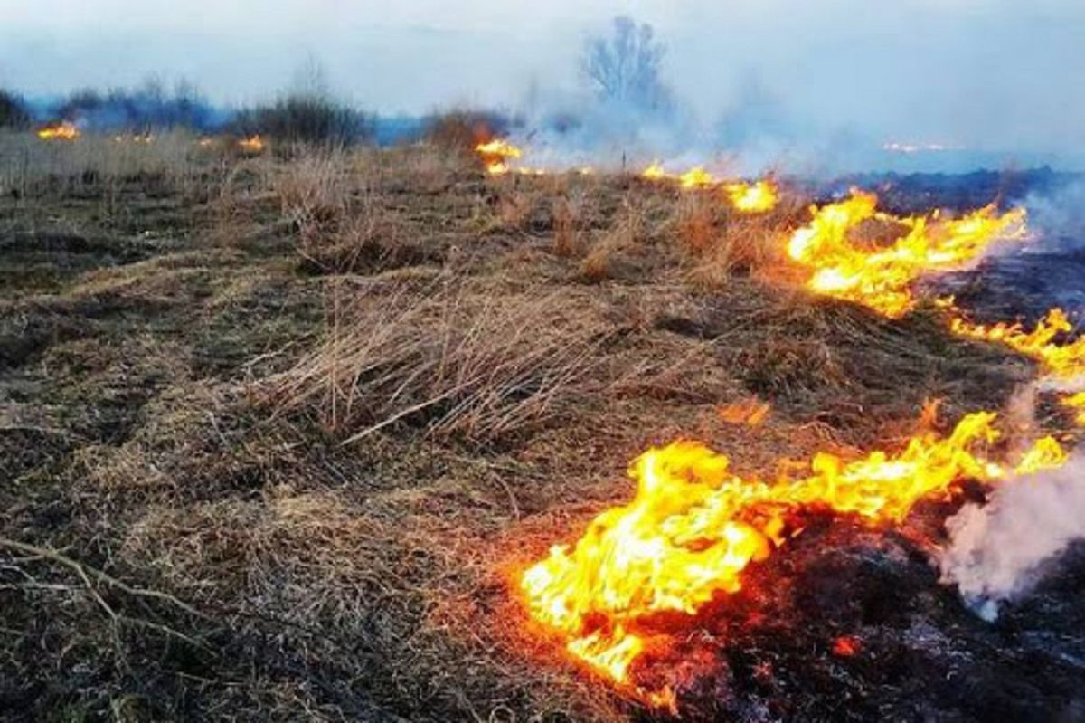 Зеленський підписав закон про збільшення штрафів за підпал сухої трави