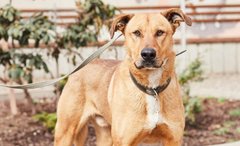 Джіна і Клайд