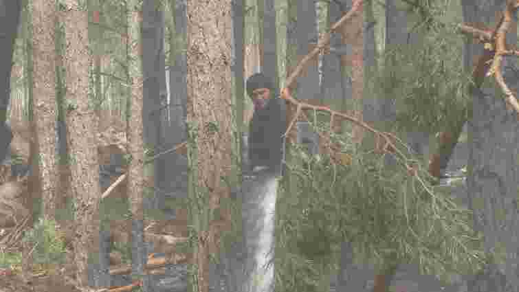 Рятувальники локалізували масштабні лісові пожежі на Житомирщині