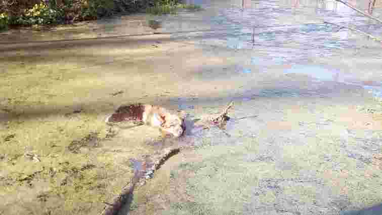 Трускавецькі рятувальники витягнули загрузлого в болоті собаку