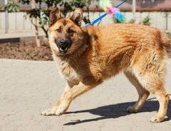 Майрус та його дівчатка