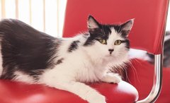 Серцеїд Лео і його киці