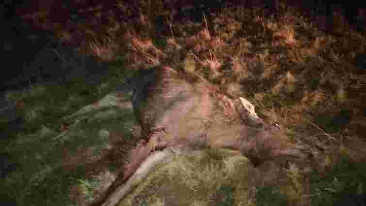 Поліція шукає браконьєрів, які застрелили самку лося на Яворівщині