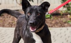 Пригоди Шуріка