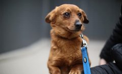 Ромео і його Джульєтта